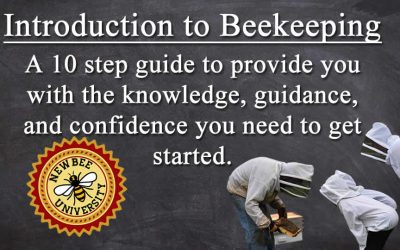Beekeeping 101: How to Become a Beekeeper